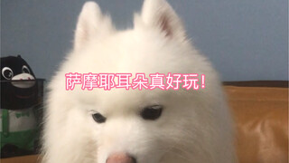 I seem to have touched the magic switch of Samoyed's ears