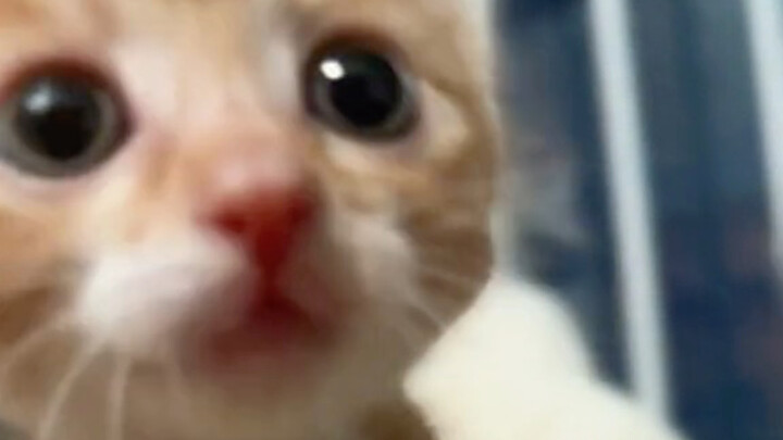 A Day of High-Energy Feasting for a 0.1-Year-Old Kitten Rescued and Brought Home
