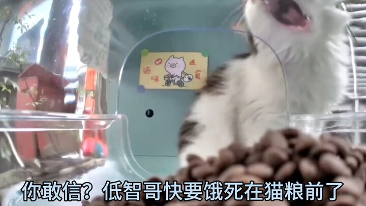 I can smell the cat food, but why can't I eat it?