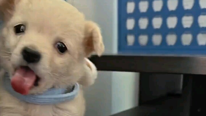 "Record of a Dog Being Knocked Down by Cola" – Getting increasingly addictive