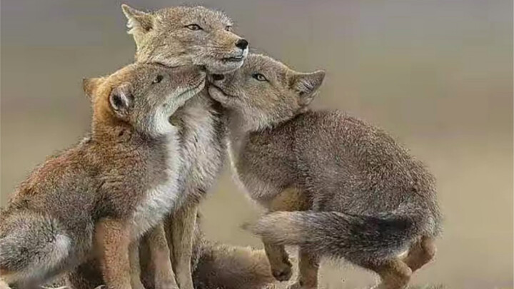 The Tibetan fox’s dad is super reliable!