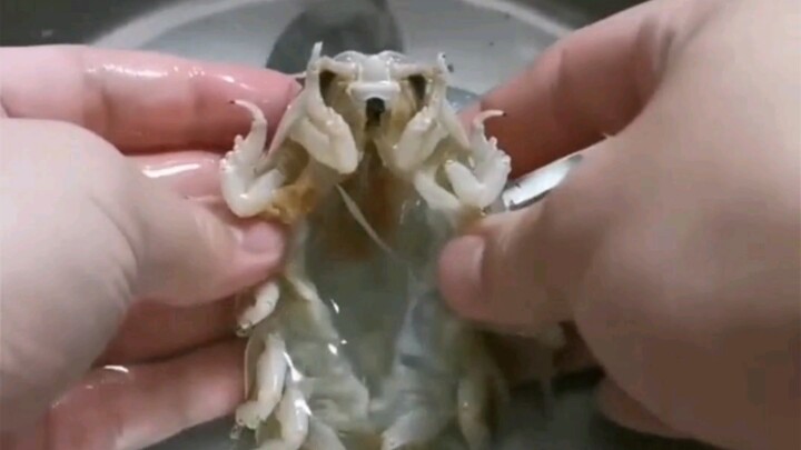 กินแมงกะพรุนน้ำลึกดอว์สตันตัวหนึ่ง หน้าตาดูน่ากลัว แต่รสชาติเหมือนกุ้งพีพีเลย!