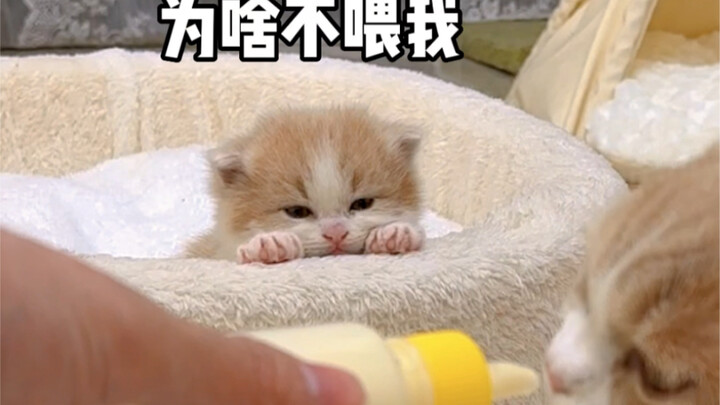 Oh no, this is a total disaster—I can’t fix this now.