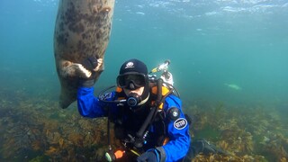 Exercise|This Seal Likes Human