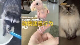 Animal Confusing Behaviors Pt.5