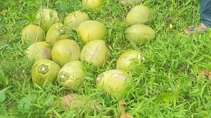 panen kelapa