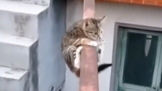 Hakimi dalam pertempuran bertahan hidup