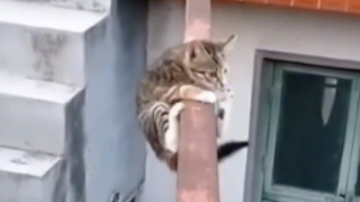 哈基米在极限求生