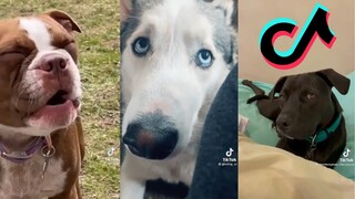 TikToks That Want to go for a Walk - Dog Side of Tiktok #7