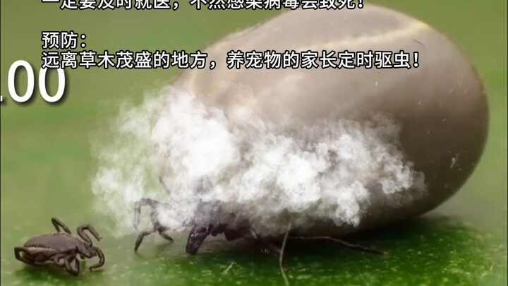 Can a tick bite really be fatal? Dog owners are utterly devastated...