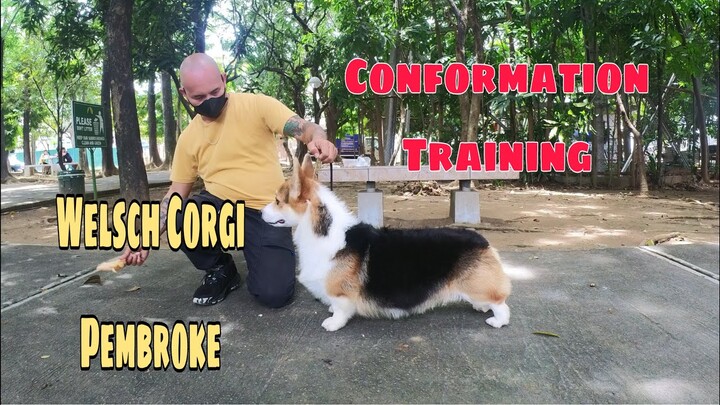 Phil Grand Champ Welsh Corgi Pembroke | conformation training for dogshow | Hernan Dog World TV