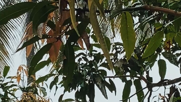 ঝির ঝির করে বৃষ্টি পড়ছে