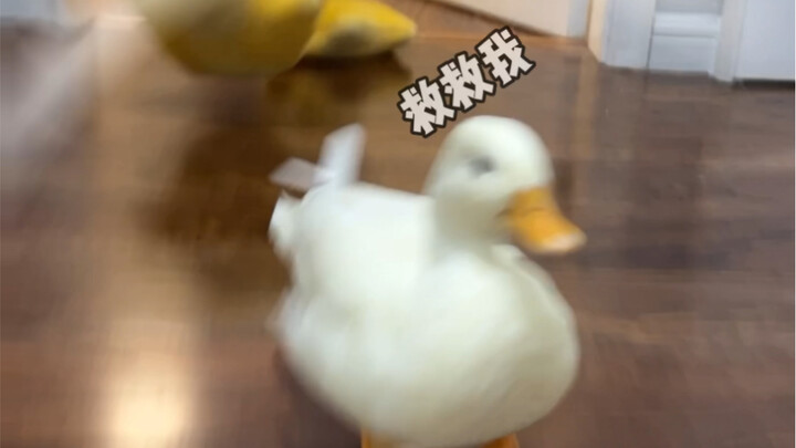 Duck doesn't care about my life or death