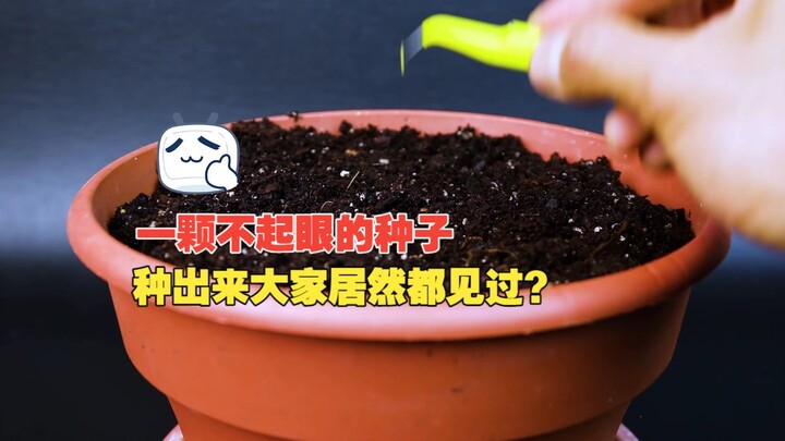 Tôi không tin là bạn chưa từng thấy loài cây này~