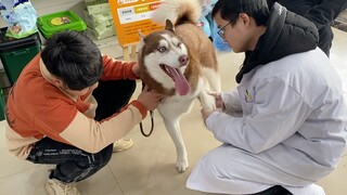 Husky is Limping and Rushed To The Vet, "It's just acting."