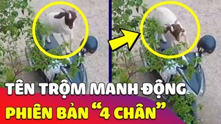 Phát hiện 'TÊN TRỘM' phiên bản 4 Chân, cực kì MANH ĐỘNG và thủ đoạn hết sức KHÔN LƯỜNG 😎 Gâu Đần