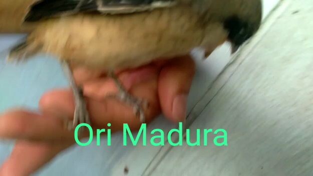 trotol candet ori madura