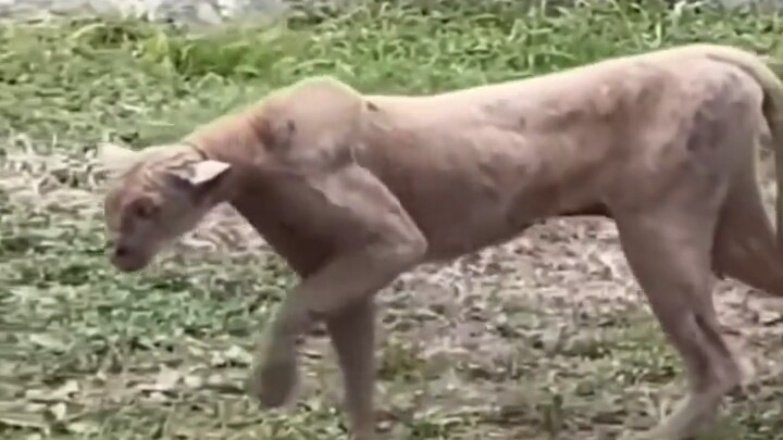 Cougar Hunts Hakimi—Cat’s Code Is in a Big Conflict!