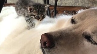 Apa yang terjadi jika Anda meletakkan anak kucing di atas anjing yang sedang tidur?