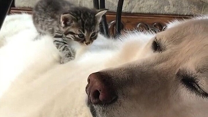 What happens if you put a kitten on top of a sleeping dog?