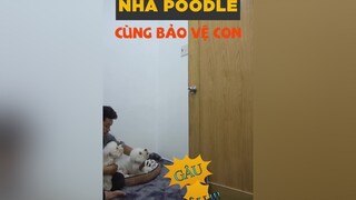 Vợ chồng nhà Poodle cùng bảo vệ con dcgr tuitienpet LearnOnTikTok poodle