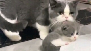 Cute, at first I thought it was a toy