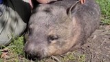 Fat wombats are man's best friend!
