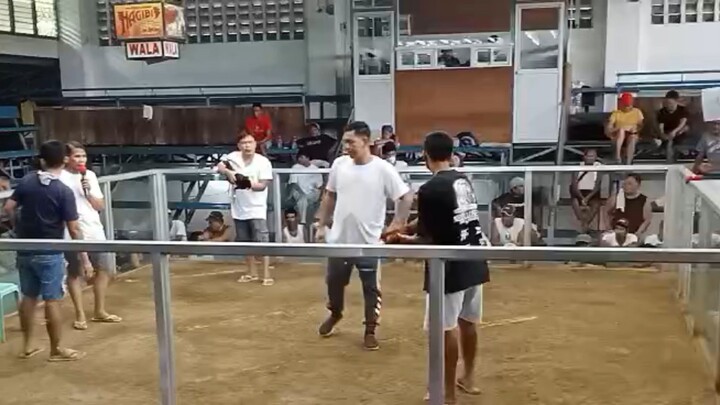 first fight brassback