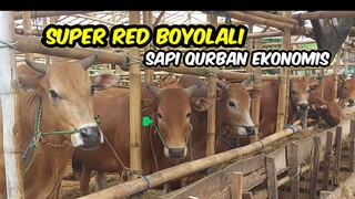 SAPI QURBAN EKONOMIS SAMPAI HARI H❗️SUPER RED BOYOLALI "PURNOMO SAPI MULYO"