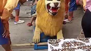 kiput inyoy naik singa
