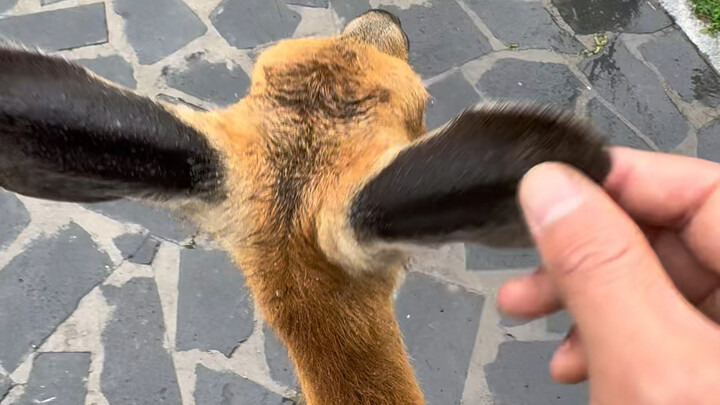 小狍子警惕性很高