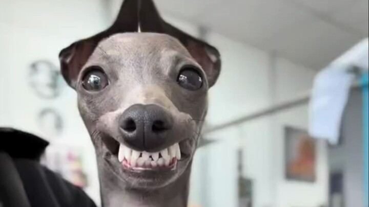 Perbandingan penampilan anjing di berbagai fase hidupnya lagi jadi tren... Ternyata nggak peduli jen