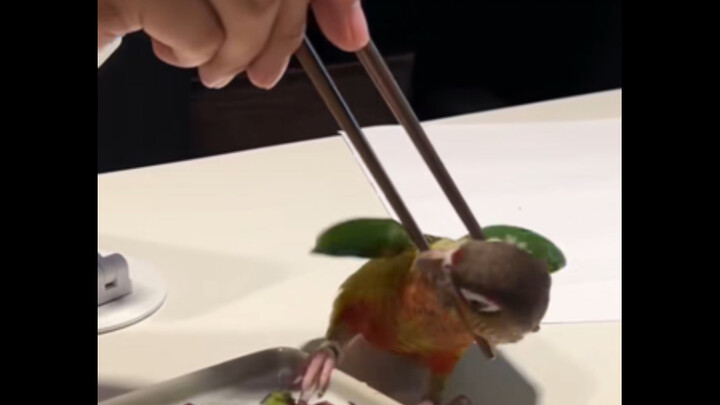 家有饿鸟怎么办？