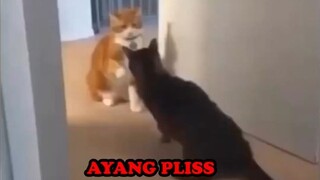 KUCING INI PIKIR DIA SEREM!