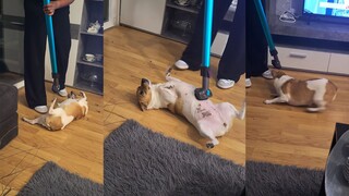Because of this dog, my cleaning time has been endlessly extended.