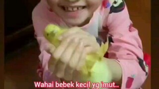 bebeknya bisa bahasa manusia