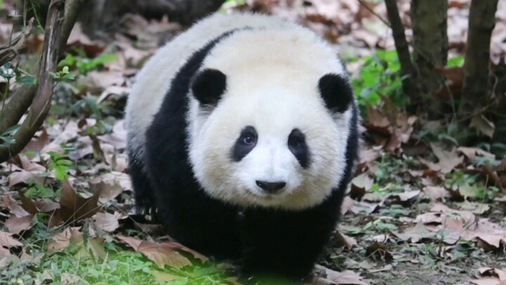 Binatang|Keseharian Panda Raksasa He Hua