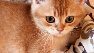 ลูกแมวน่ารักขี้เล่นตาโต บาลู