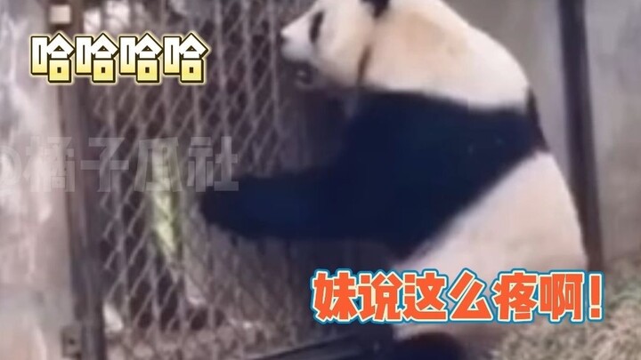 สาเหตุที่ชีจื่อกัดอาเป่าถูกค้นพบแล้ว แท้จริงเป็นเพราะเรื่องนี้!