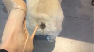 Dog: My friend in front of the screen, do you think I should bite him?