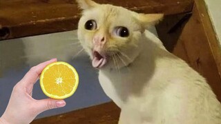 New Funny Dogs And Cats Videos 😺🐶  - Funniest Animals Videos 2023 😂