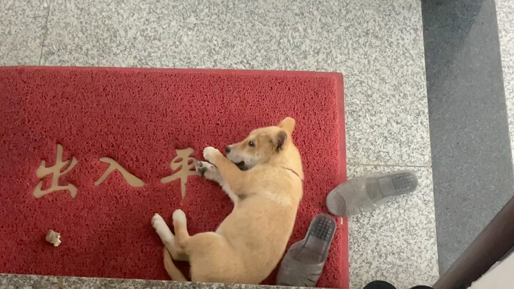 A dog that grew up at the foot of the stairs