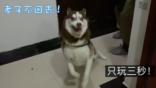 ماذا سيكون رد فعل الهاسكي إذا خرجت معه للعب لمدة 3 ثوانٍ فقط؟