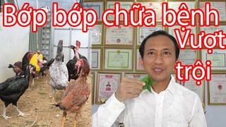 Cây Bớp Bớp tác dụng tuyệt vời trong chữa bệnh cho người và cho gà | Nguyễn Viết Hòa