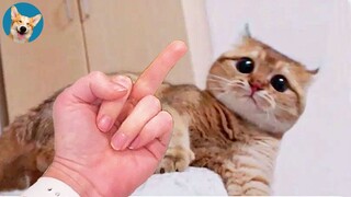 Funniest And Cutest Cats Ever- Try Not To Laugh | Aww Pets