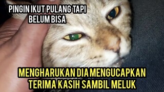 Subhanallah Kucing Cantik Ini Mengucapkan Terima Kasih Sambil Meluk Karena Sudah Di Tolong..!