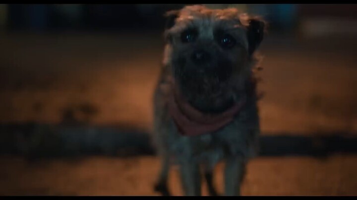 Why is the movie Stray Rated R? Strays