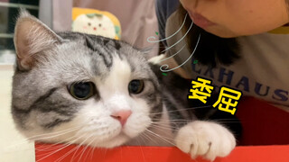 对着猫咪耳朵吹气，猫会生气吗？猫：好大的口气啊！