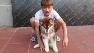 Hưng Troll _  Ngáo Alaska Tìm Được Bạn Mới