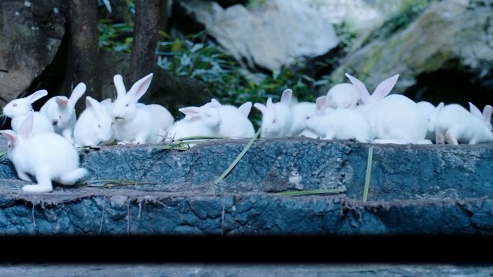 العبد المفتون بالسيد ‖ إضافات ‖ وانغ شيان مزدوج النقاء ‖ نهاية سعيدة ‖ الإمبراطور الساخر المخادع وال